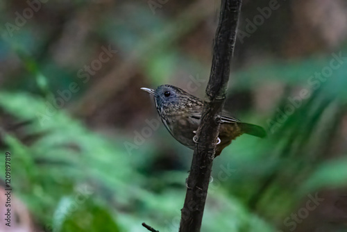 streaked wren-babbler or Gypsophila brevicaudata at Dehing Patkai in Assam India photo