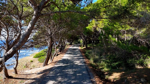 Photos Viale alberato della pineta in riva al mare