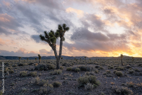 Colorful sunrise with a Joshua Tree Silhouette in the Nevada desert
