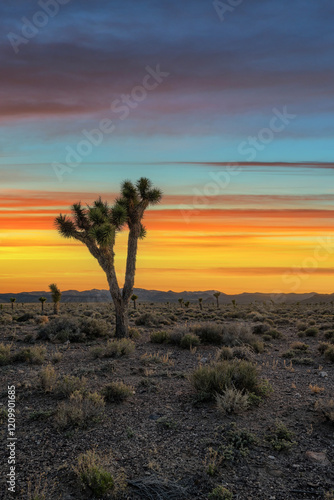 Joshua Tree silhouette at dawn 