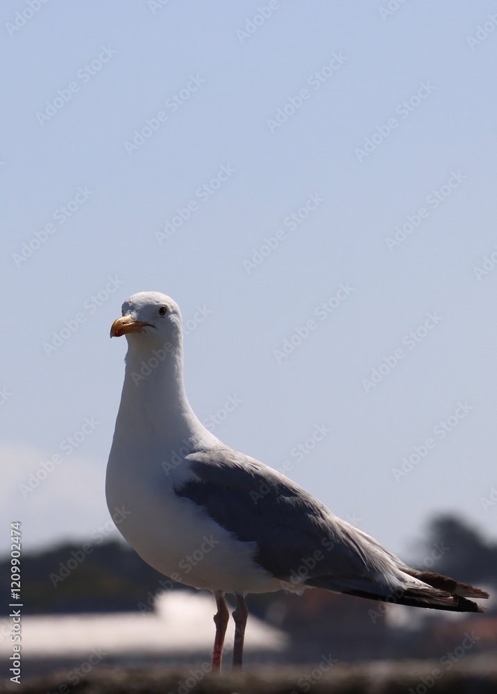 seagull on the beach