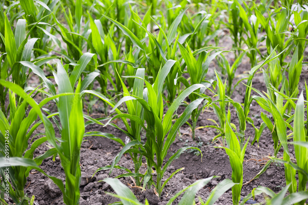 young corn plants growing in a field young corn plants growing in a field