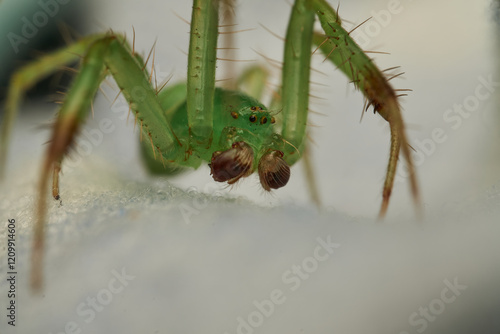 Green Spider in Close Up Detail photo