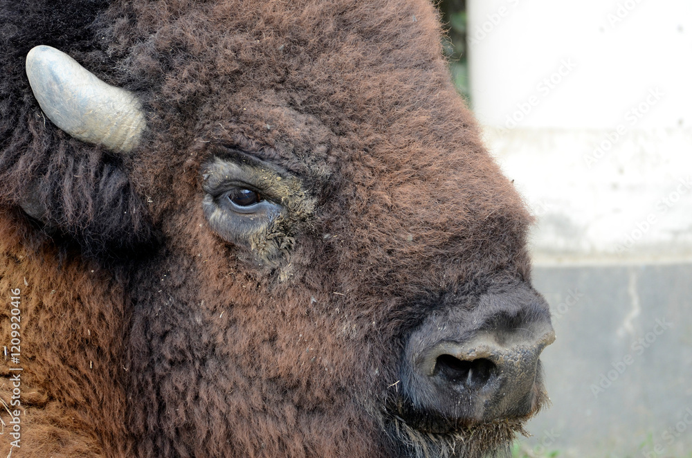 Fototapeta premium バイソン