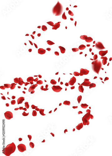  February 14 petals of a dark red rose fly far into the distance. isolated background.