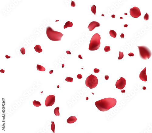  February 14 petals of a dark red rose fly far into the distance. isolated background.