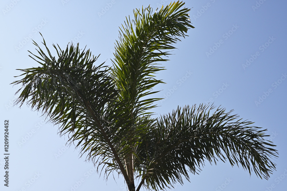 椰子の木と青空 椰子の木と青空
