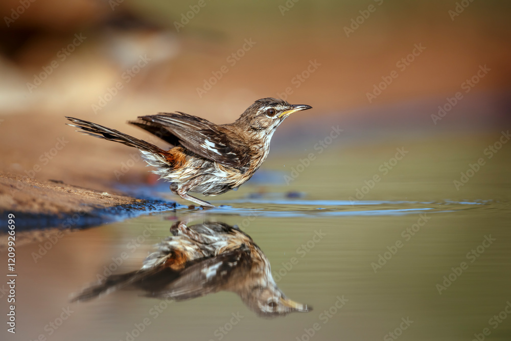 Red backed Scrub Robin bathing in waterhole with reflection in Greater Kruger National park, South Africa ; specie Cossypha heuglini family of Musicapidae Red backed Scrub Robin bathing in waterhole with reflection in Greater Kruger National park, South Africa ; specie Cossypha heuglini family of Musicapidae