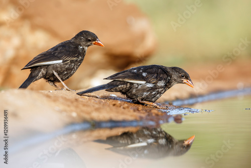 Two Red billed Buffalo Weaver along waterhole with reflection in Greater Kruger National park, South Africa ; Specie Bubalornis niger family of Ploceidae photo