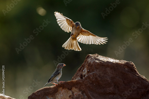 Red-billed Quelea juvenile in fligth  in Greater Kruger National park, South Africa ; Specie Quelea quelea family of Ploceidae photo