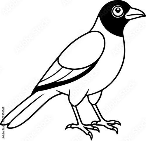 myna bird outline vector illustration