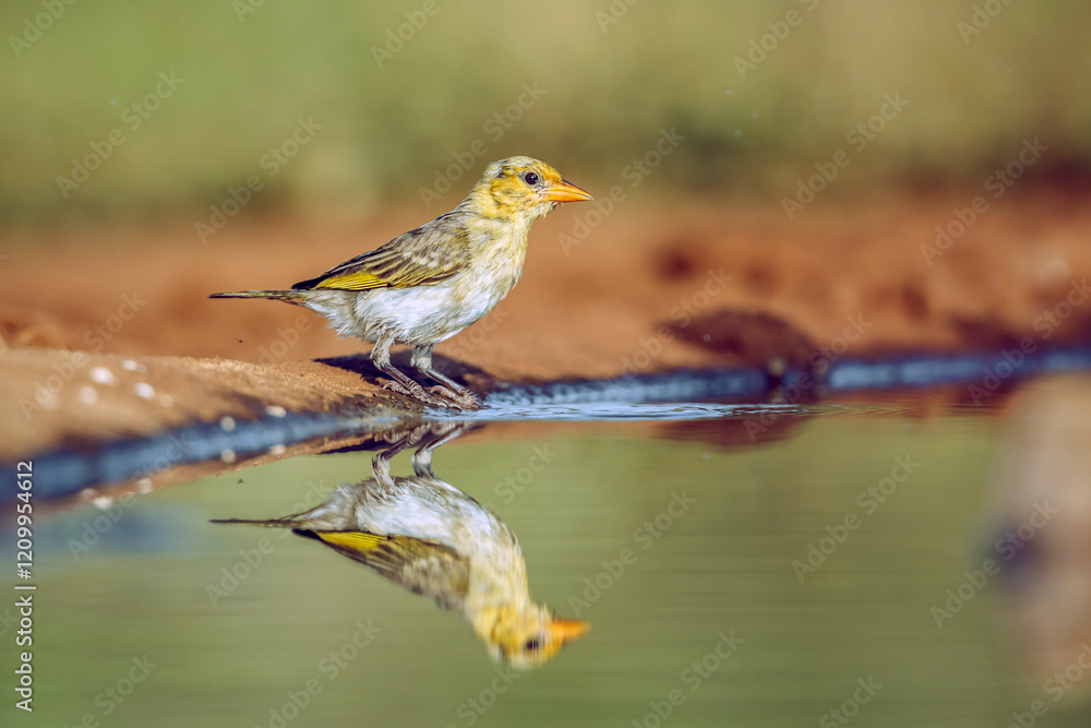 Red headed weaver standing along waterhole after bath in Greater Kruger National park, South Africa ; Specie Anaplectes rubriceps family of Ploceidae Red headed weaver standing along waterhole after bath in Greater Kruger National park, South Africa ; Specie Anaplectes rubriceps family of Ploceidae