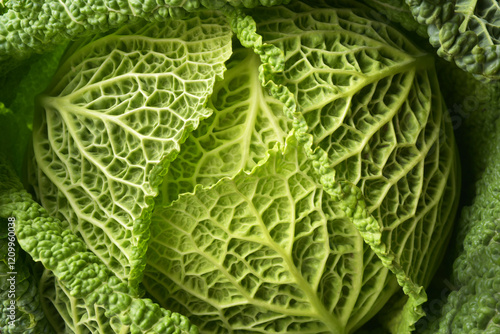 Close up full frame photograph of fresh Savoy Cabbage leaves in detail. Green vegetable background. 
