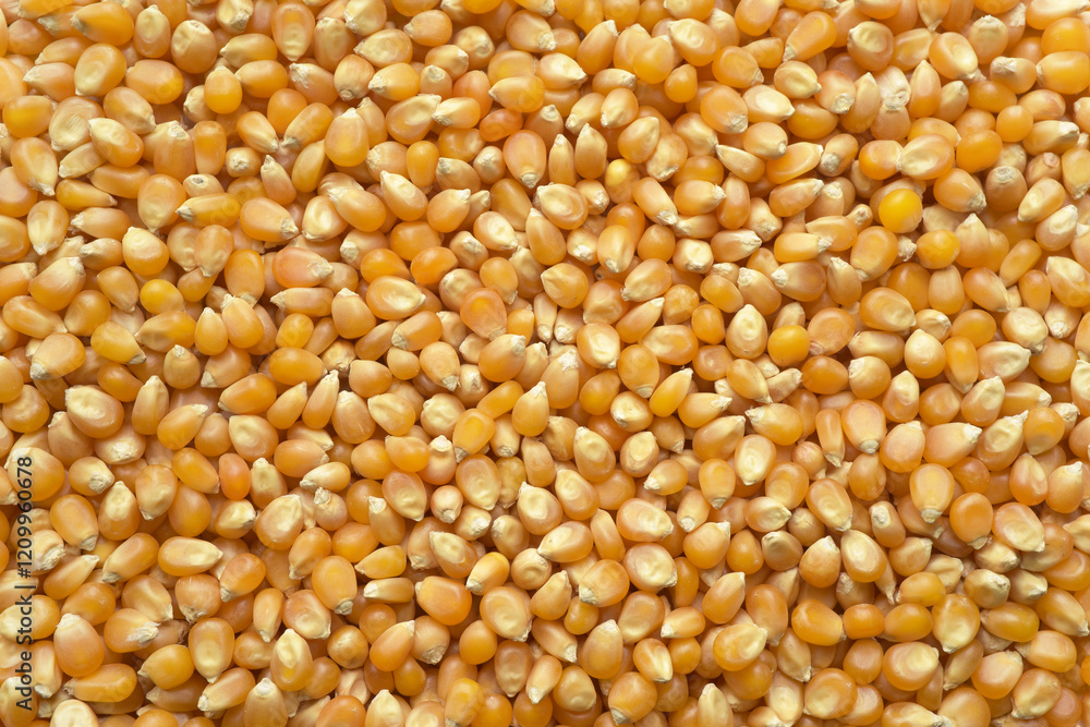 Close up background photograph of dry pop corn seeds. Top above view. Close up background photograph of dry pop corn seeds. Top above view.