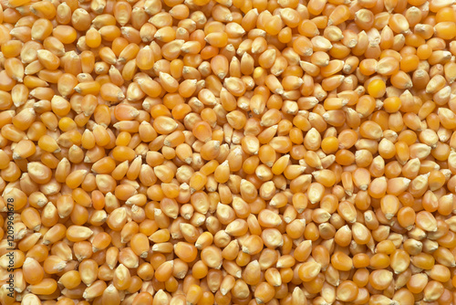 Close up background photograph of dry pop corn seeds. Top above view.