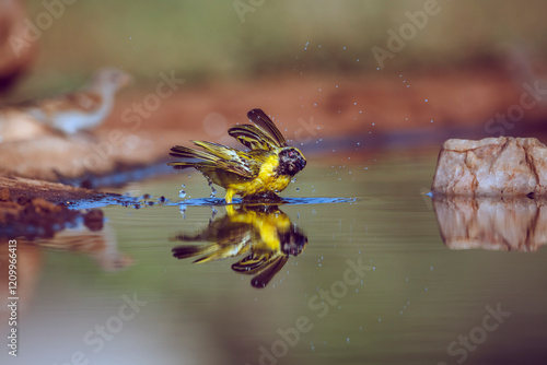 Southern Masked Weaver bathing with reflection in Greater Kruger National park, South Africa ; Specie Ploceus velatus family of Ploceidae photo