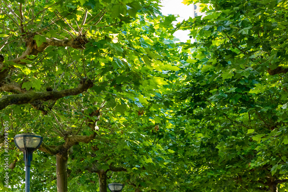 Fototapeta premium Lush green foliage creates a serene walking path in an urban park under bright sunlight
