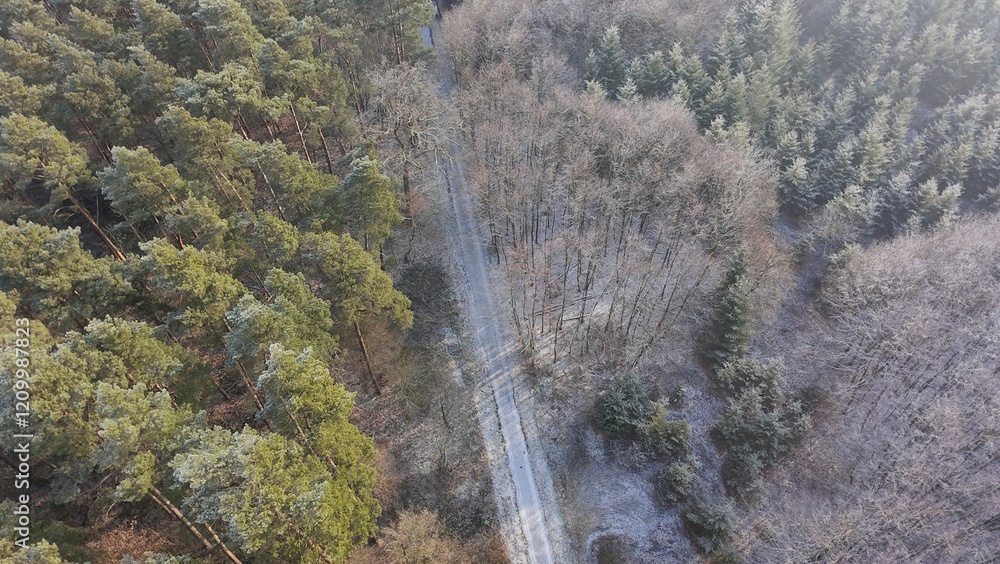 Wald im Winter