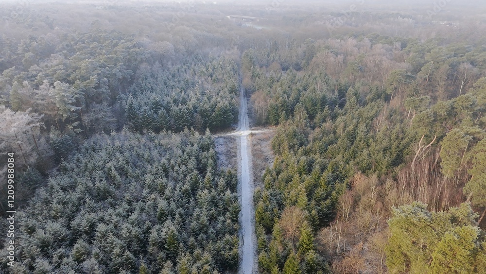 Wald im Winter