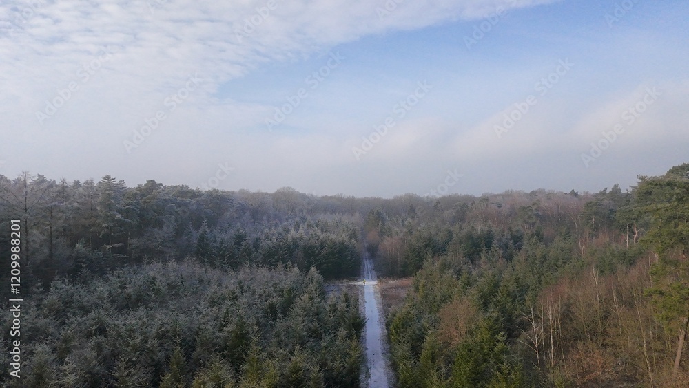 Wald im Winter