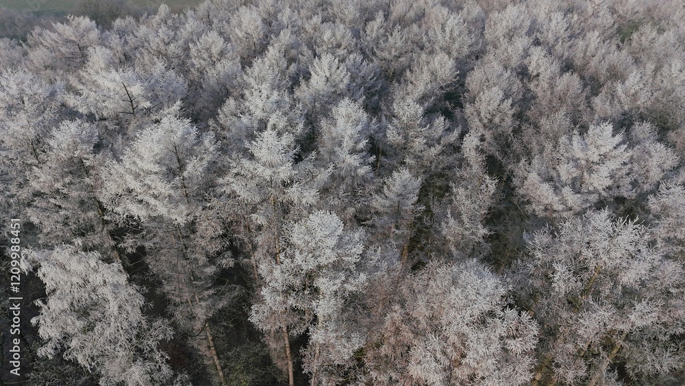 Wald Winter Vogelperspektive
