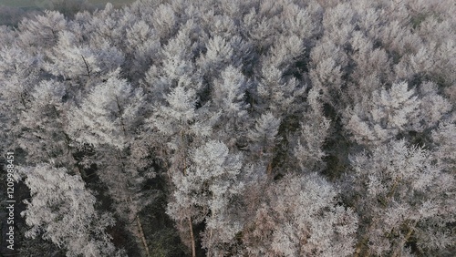 Obraz na płótnie Wald Winter Vogelperspektive w salonie