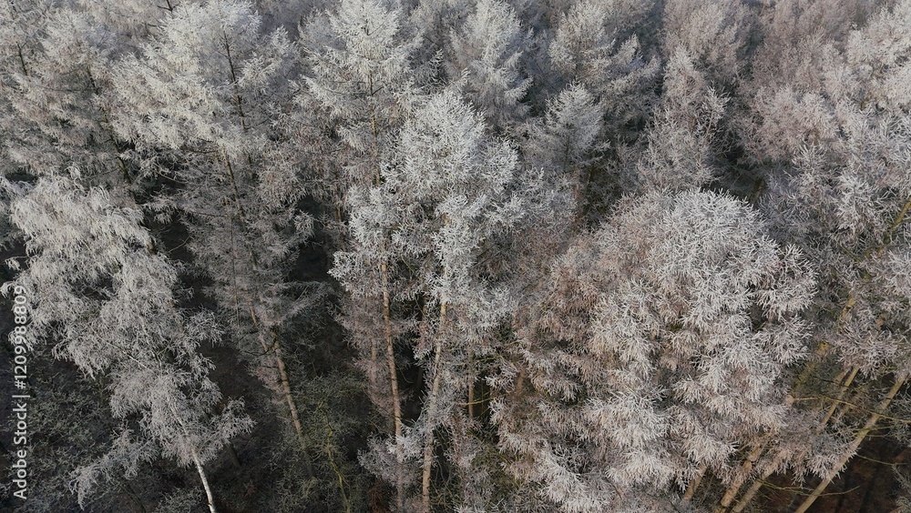 Wald Winter Vogelperspektive