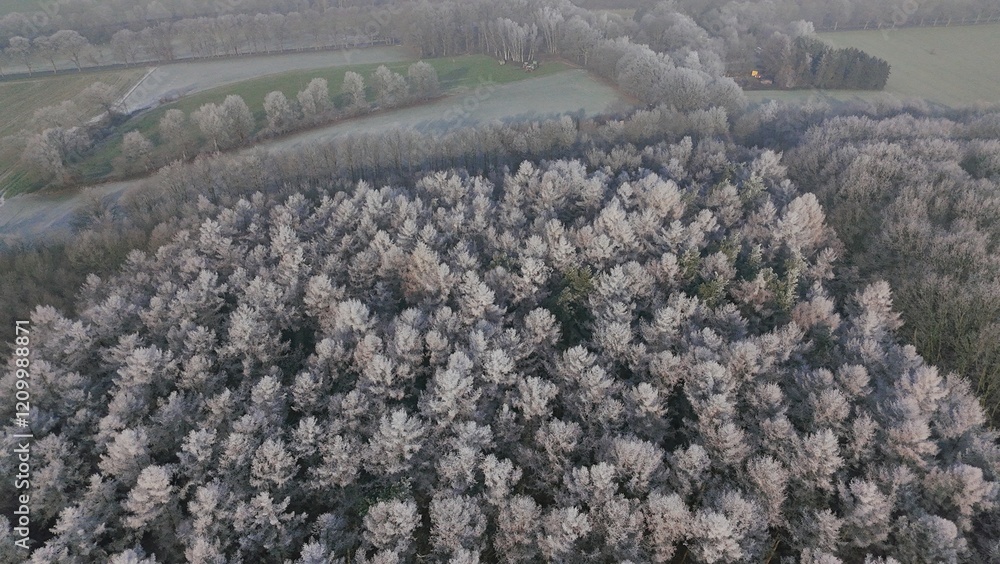 Wald Winter Vogelperspektive
