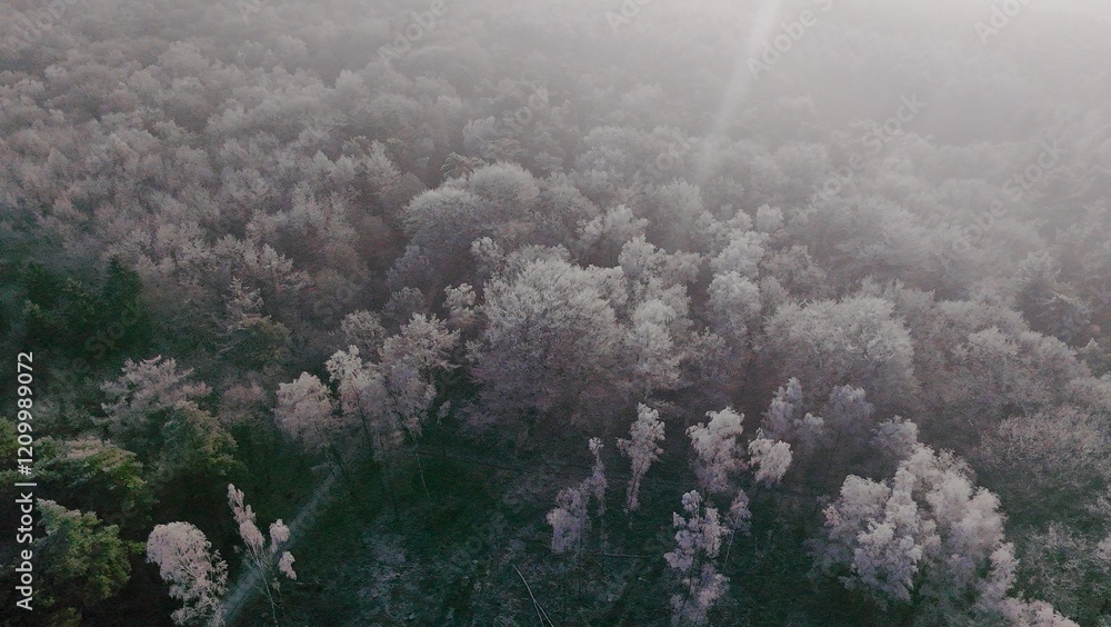 Wald Winter Vogelperspektive