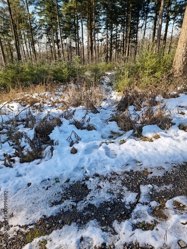 bielsteinschlucht zwischen veldrom und schlange im Kreis lippe photo