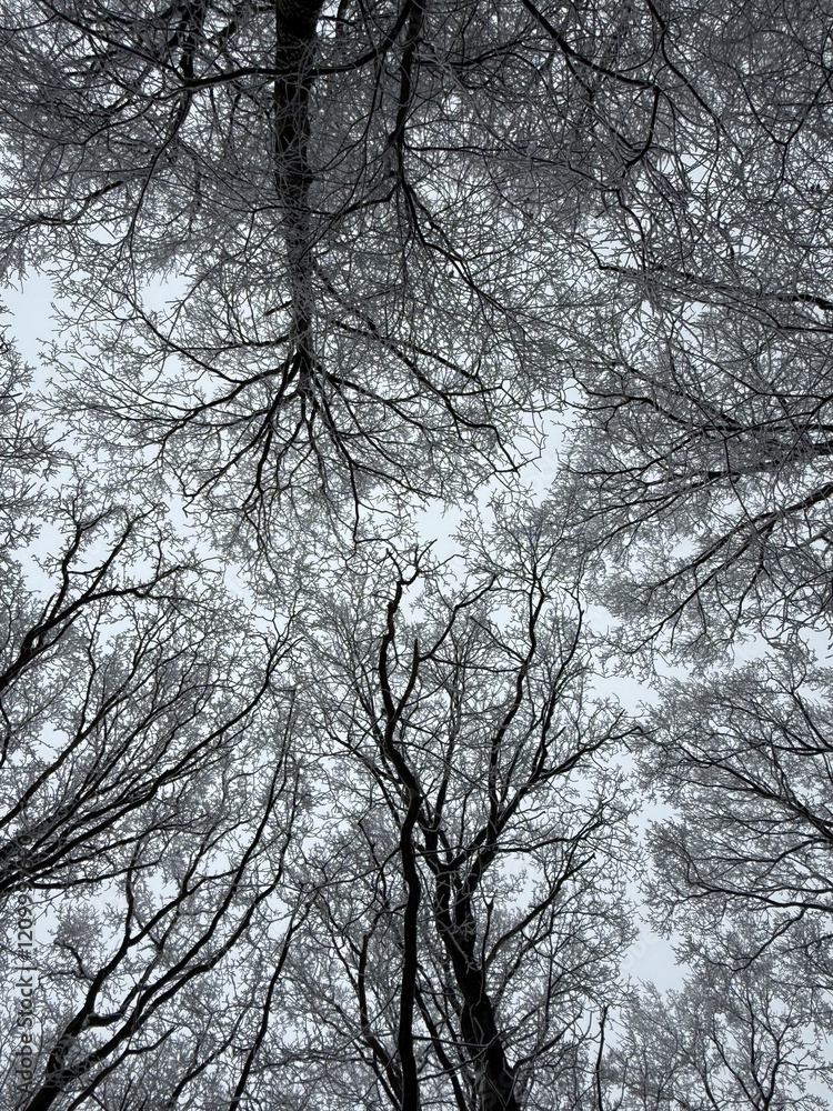Wald im Winter