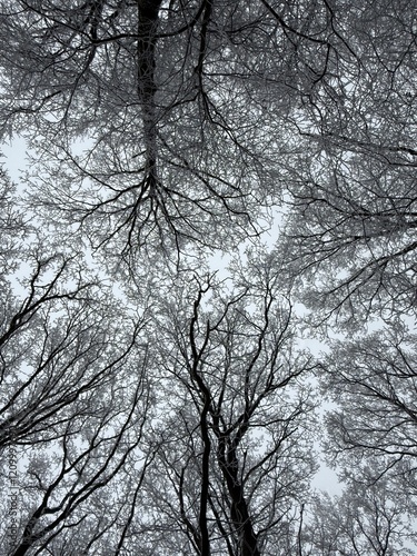 Obraz na płótnie Wald im Winter w salonie
