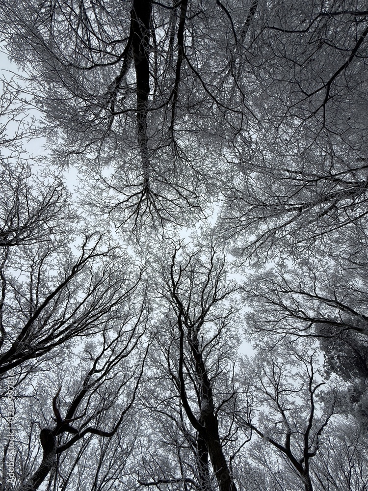 Wald im Winter
