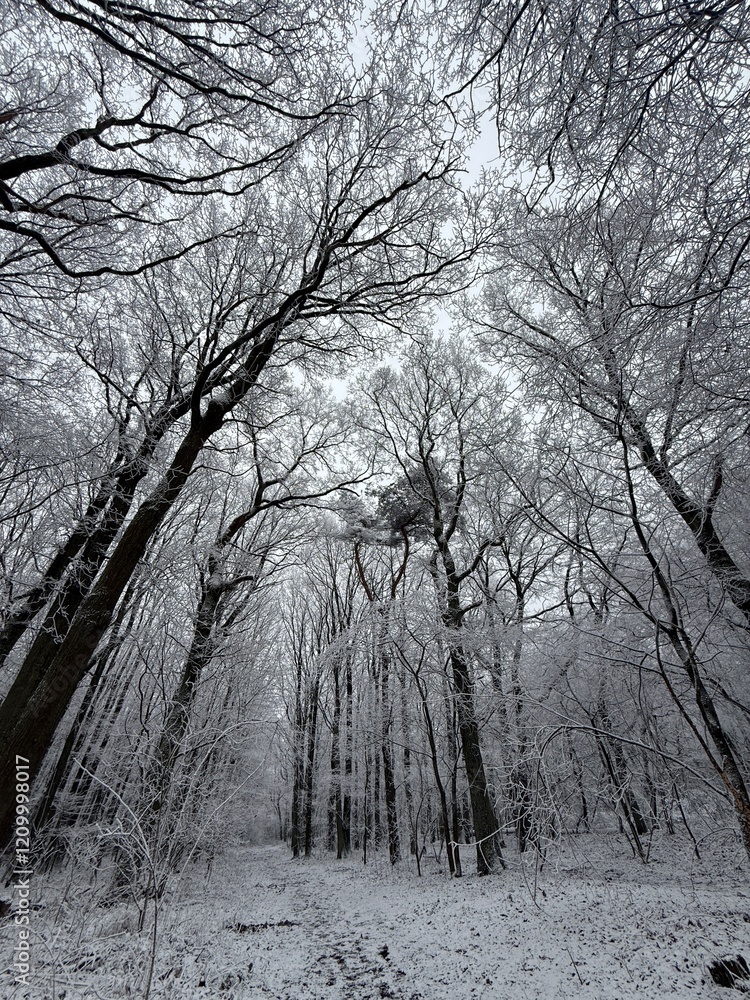 Wald im Winter