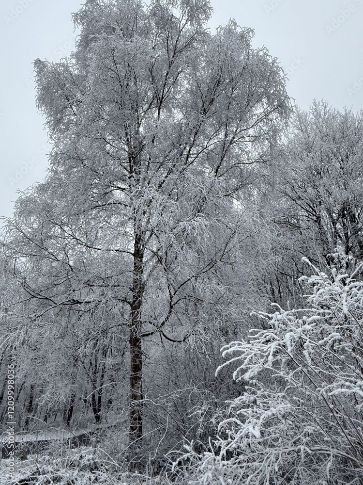 Wald im Winter