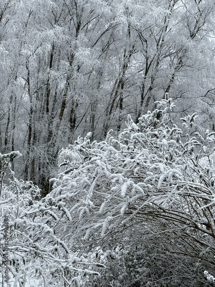 Wald im Winter