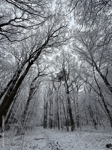 Obraz na płótnie Wald im Winter w salonie