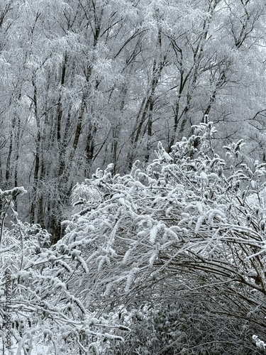 Obraz na płótnie Wald im Winter w salonie