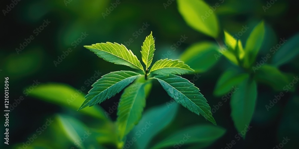 Fresh green leaves with delicate structures, softly illuminated in the center, surrounded by darker foliage in blurred background, emphasizing nature's beauty. Fresh green leaves with delicate structures, softly illuminated in the center, surrounded by darker foliage in blurred background, emphasizing nature's beauty.