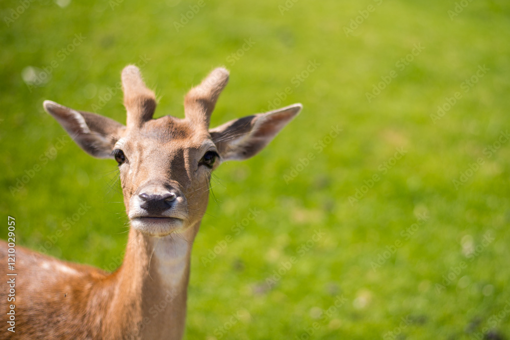 young shy fallow deer playing in the green meadow young shy fallow deer playing in the green meadow