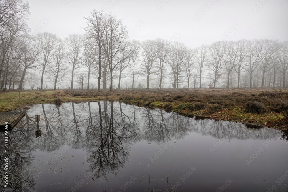 Foggy serene scenic Pond with Tree Reflections Foggy serene scenic Pond with Tree Reflections