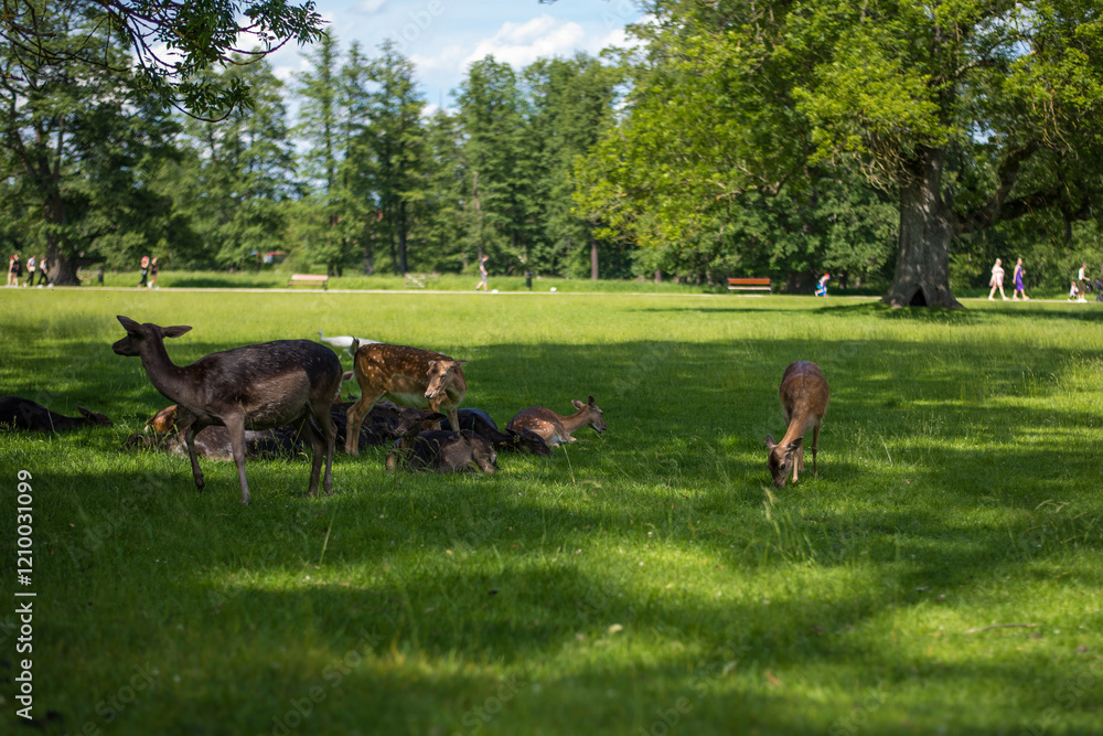 young shy fallow deer playing in the green meadow young shy fallow deer playing in the green meadow
