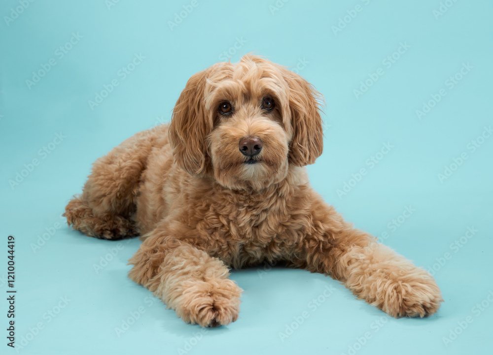 A Labradoodle with curly fur lies calmly on a blue background. A Labradoodle with curly fur lies calmly on a blue background.