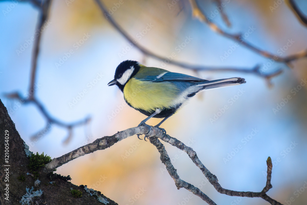 Fototapeta premium a great tit, parus major, perched on a maple tree at a winter morning