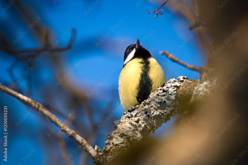 Obraz premium a great tit, parus major, perched on a maple tree at a winter morning
