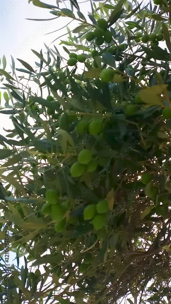 Olive tree branch leaves closeup detail growing Olive tree branch leaves closeup detail growing