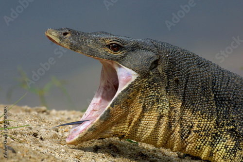 Waran (Varanus) Schuppenechse, Tropen, Subtropen photo