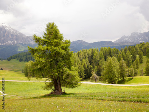 Europäische Lärche (Larix decidua) in Landschaft, Seiser Alm, Südtirol, Italien, Europa  photo