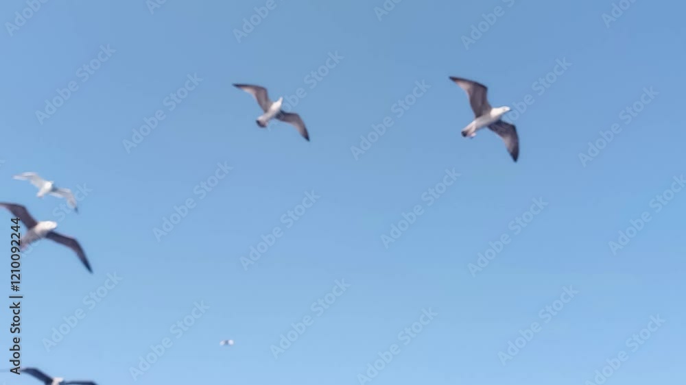 Seagulls flying swarming around ship on sea Seagulls flying swarming around ship on sea