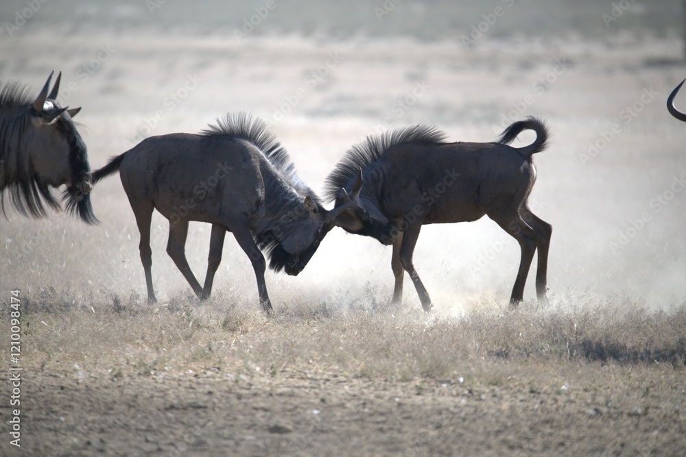 Fototapeta premium gruppo di Gnu in Sud Africa Botswana